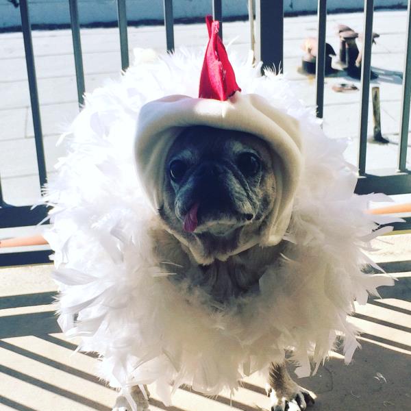 /Images/uploads/PUG NATION RESCUE OF LOS ANGELES/pugnationcalendar/entries/2331thumb.jpg